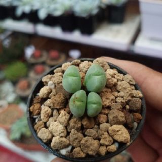Conophytum Mayeri (4-5 đầu)