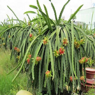 CÂY GIỐNG CÂY THANH LONG VỎ ĐỎ RUỘT TRẮNG MỌNG THỊT BÌNH THUẬN, QUẢ SỚM, SIÊU QUẢ , SIÊU NGỌT, SIÊU NĂNG SUẤT