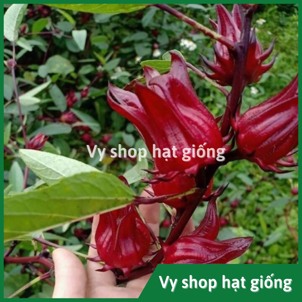 Hạt giống bụp giấm - Atiso đỏ  nhập Thái Lan nguyên gói 120 hạt