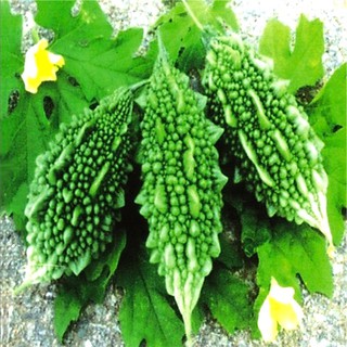 Hạt giống mướp đắng ( khổ qua ) gai xanh