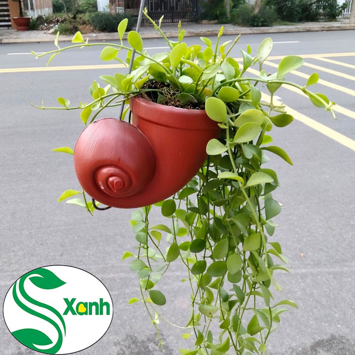 Chậu Treo Hạt Dưa Ốc Đỏ