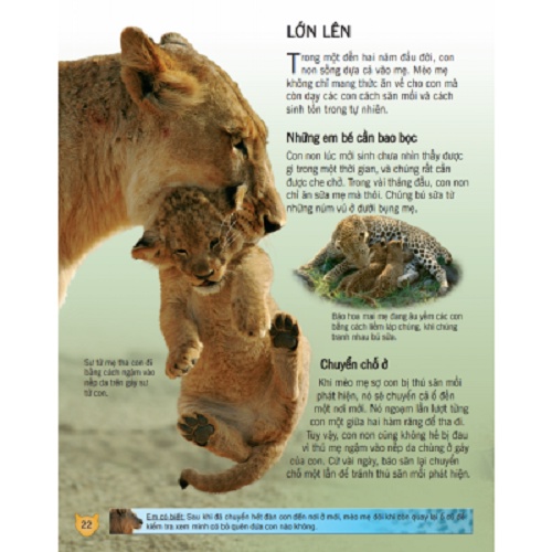 Sách - Bách Khoa Tri Thức Về Khám Phá Thế Giới Cho Trẻ Em - Các Loài Mèo Lớn (Bìa Cứng)