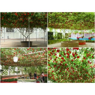 BỘ SP CÀ CHUA BẠCH TUỘC  (Cà chua leo giàn)