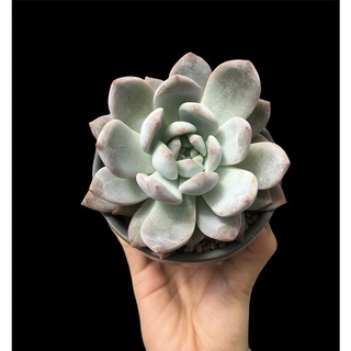 SEN ĐÁ MONROE THUẦN BB GARDEN TRÊN 7CM
