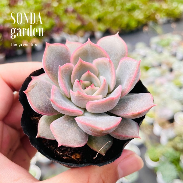 Sen đá hồng cánh cứng SONDA GARDEN size bé 5-8cm, xuất xứ Đà Lạt, khoẻ đẹp, lỗi 1 đổi 1