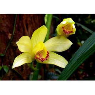 củ lan giống hạc đỉnh vàng tây bắc