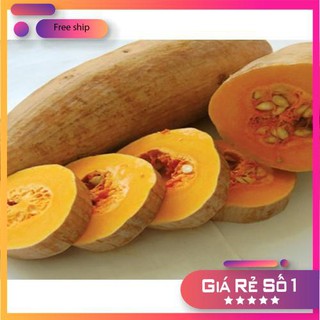 Hạt giống Bí đỏ dài (Bí sáp) (5g)