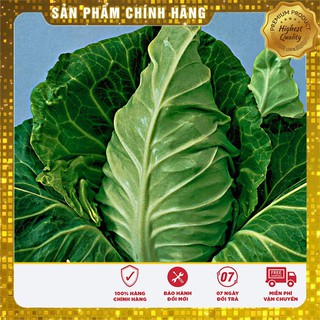 Hạt giống cải bắp trái tim f1 -0.2 gr