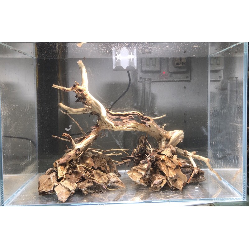 Lũa ghép bể cá 40cm