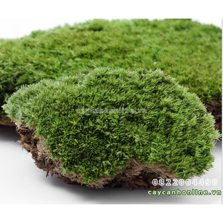 Rêu Cỏ thật trang trí tiểu cảnh Terrarium hộp rêu 10x12cm nguyên liệu trang trí cây cảnh