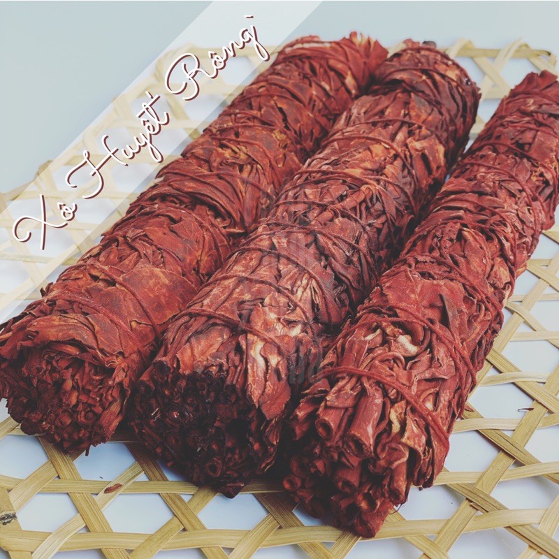 Xô Huyết Rồng size 23-25cm - Dragon Blood Sage - THẢO MỘC XÔNG NHÀ