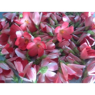 Cây sâm bố chính