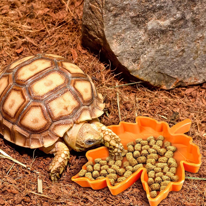 Bát Ăn Bằng Nhựa Dùng Trang Trí Bể Nuôi Bò Sát