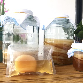 Con giống SCOBY và nước mồi ủ trà KOMBUCHA