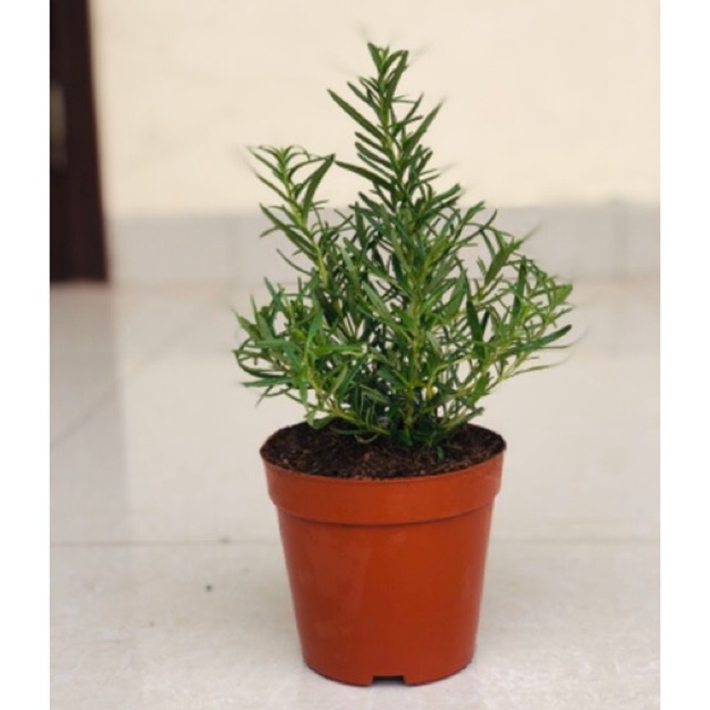 Cây hương thảo - rosemary - cây gia vị với hương thơm dịu nhẹ, vừa đuổi muỗi lại giúp thư giãn