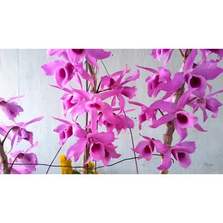 Chai giống Trầm thanh củi (thanh trầm)