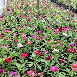 Hạt Giống Hoa Dừa Cạn Gói 0.1gr