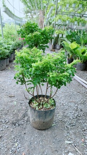 Cây Khế Mỹ