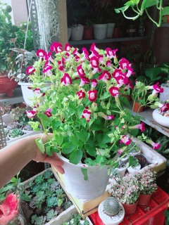 Chậu Hoa Ban Sê Hồng Đậm