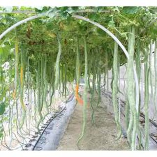 Hạt giống mướp rắn gói 5 hạt