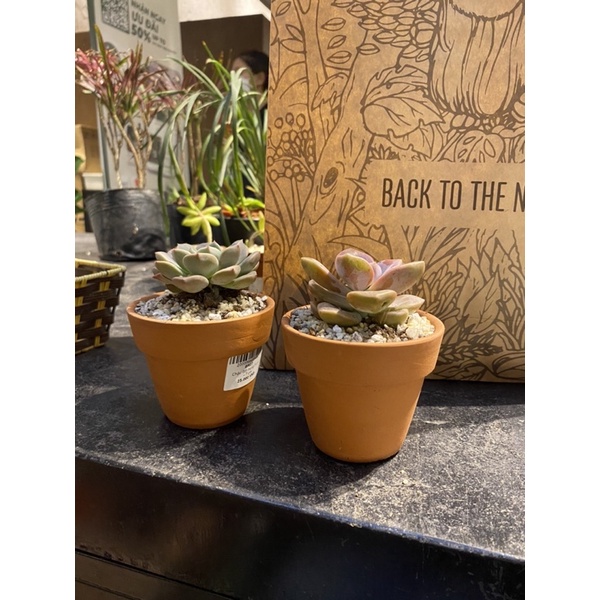 Sen đá mini random TROPICAL FOREST