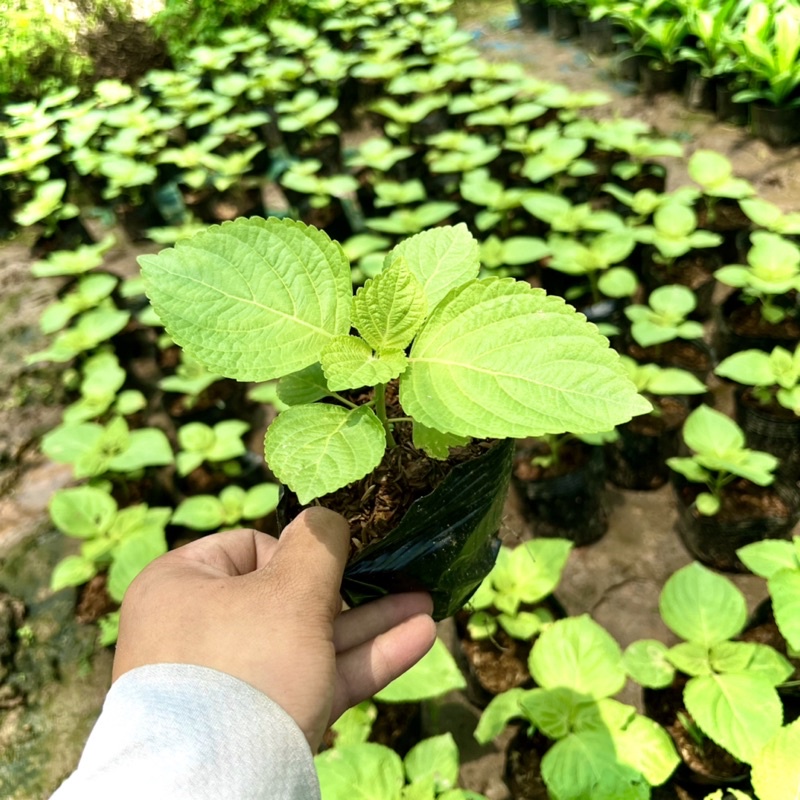Cây lá mè hàn quốc ăn thịt nướng