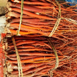 SÂM CÂU ĐỎ TƯƠI 1KG (đẹp)