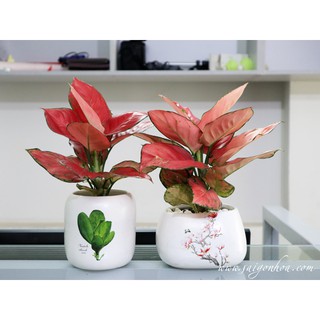 Cây Hồng Phát Lộc Để Bàn
