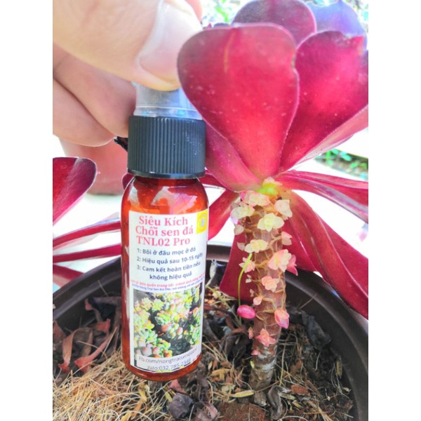 Combo 3 sản phẩm chuyên dụng cho sen. 👍kích chồi👌 kích rễ 👍 dinh dưỡng Sản phẩm kiểm nghiêm ISO/IEC: 17025;2017