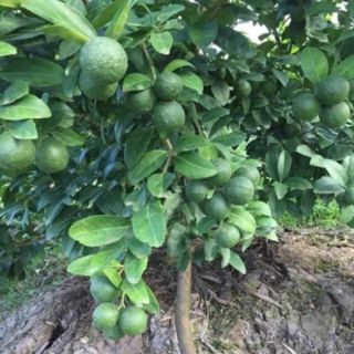 Cây 🌲 Chanh tứ quý...( có trái 4 mùa) đang trái