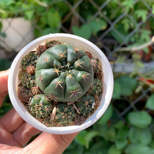 XƯƠNG RỒNG DAMSI