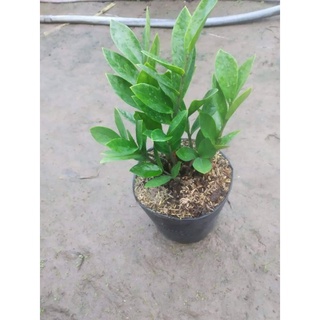 Cây kim tiền(tặng kèm phân bón)