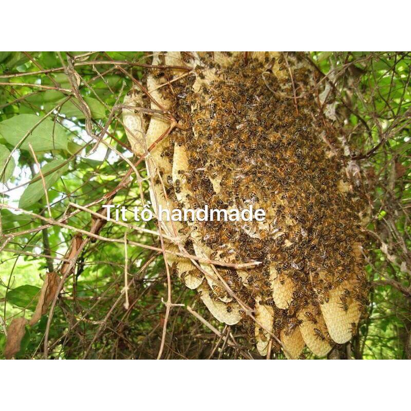 [FREESHIP 99K TOÀN QUỐC] Mật ong rừng thiên nhiên chuẩn xịn thơm mùi phấn hoa rừng