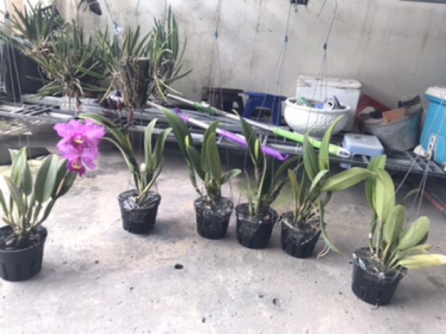 Hoa lan catt Đài CB388