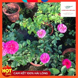 Cây Hoa Hồng Ngoại  Misty bubbles [🍁☘MÀU TÍM YÊU THƯƠNG 🍁☘] Lá tròn,cây khỏe,kháng bệnh tốt🍁☘