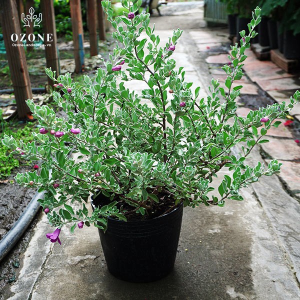 Cây hoa tuyết sơn
