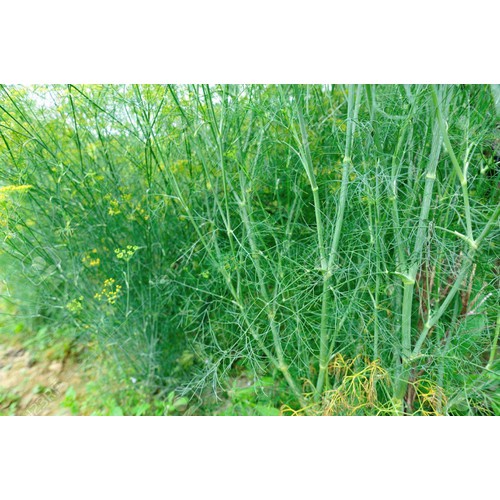 THUỐC DIỆT CÔN TRÙNG DÙNG TRONG LĨNH VỰC Y TẾ VÀ GIA DỤNG FENUSA 50ml