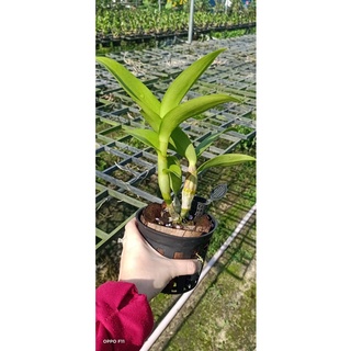 Lan Dendro lai cattleya màu mới