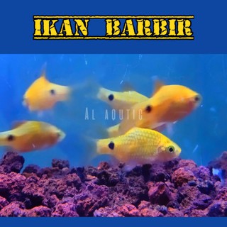 Mô Hình Cá Aquascape Dùng Để Trang Trí