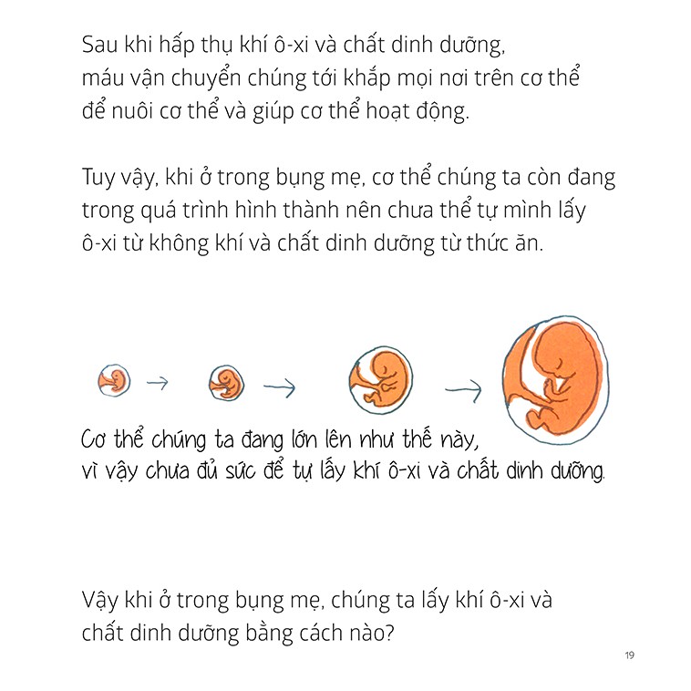 Sách Ehon Khám Phá Cơ Thể - Bí Mật Của Rốn