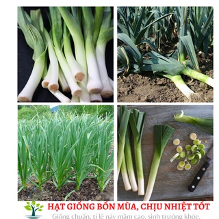 Hạt giống tỏi tây 2g (lá xanh đậm, dọc trắng cứng).