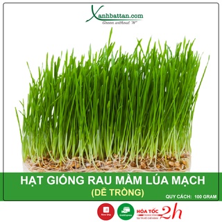 Hạt giống mầm lúa mạch phú nông dễ trồng nảy mầm cao gói 100 gram