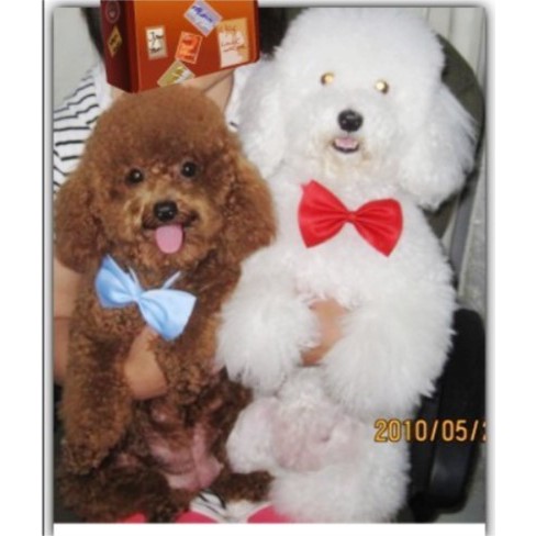 [Mã PET50K giảm Giảm 10% - Tối đa 50K đơn từ 250K] Nơ đe cổ cho chó mèo