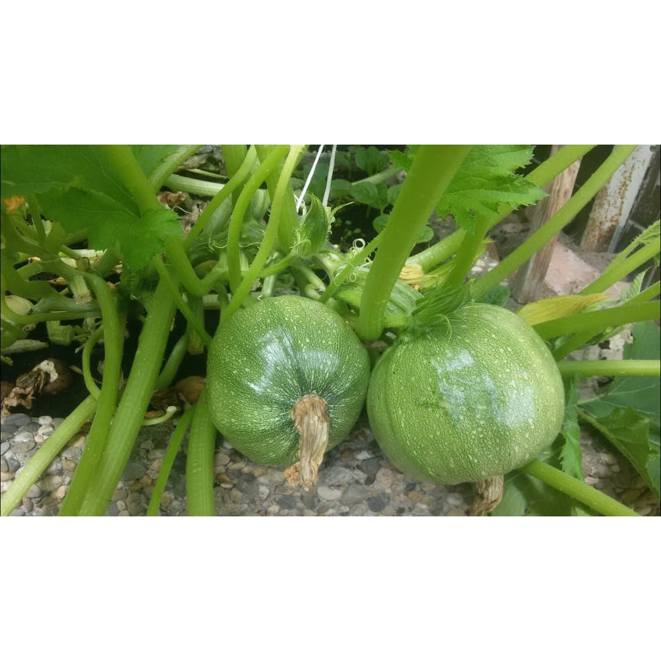 Bí non baby bao tử 10 hạt