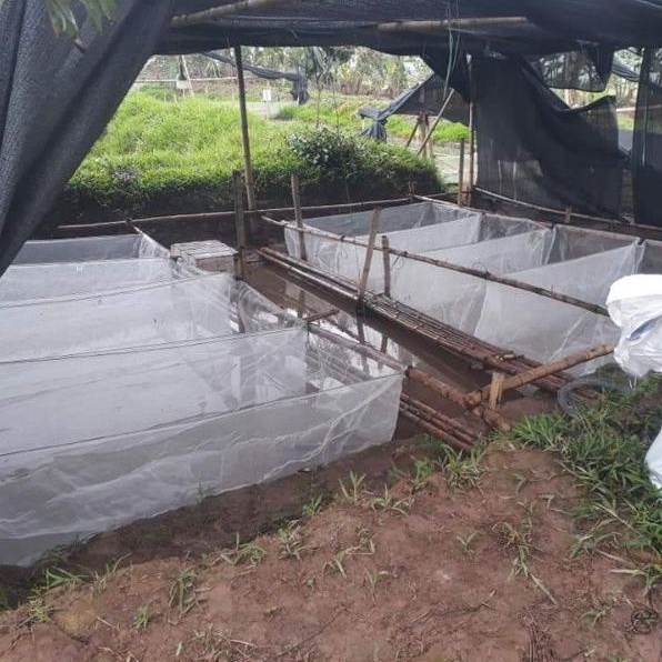 Tráng nuôi ốc nhồi mới nở - mã 2x1x0,6