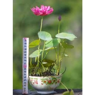 củ giống sen mini