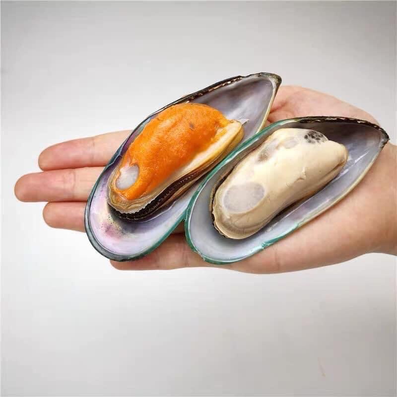 Vẹm xanh new zealand