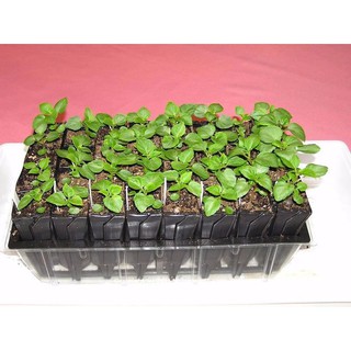 Hoa Mai địa thảo kép Mix – 10Hạt