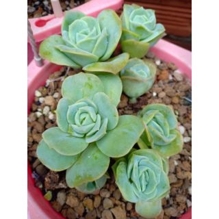 Chậu sen đá hoa hồng hà lan