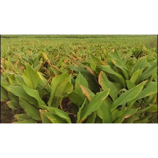 500g bột nghệ đen Nghệ An